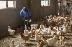 拉白痢、喜臥、腿瘸等大腸桿菌現(xiàn)象層出不窮？