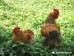 夏季高溫解暑抗應(yīng)激解決腸道菌群紊亂?。? /></a>
                                                        </div>
                                                    </div>
                                                    <div   id=