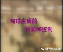 夏季球蟲到底該怎么預(yù)防治療？都在這里！