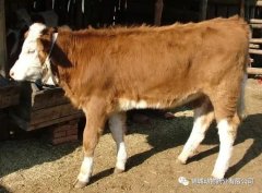 肥牛養(yǎng)殖過程中存在的問題，應(yīng)該如何進行解決