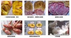 雞腺胃炎跟腸道混感?。夹g(shù)指導(dǎo)）