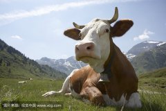 肥牛養(yǎng)殖過(guò)程中存在的問(wèn)題，以及解決的方法。