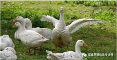 怎么治療鵝痛風(fēng)問題？快進來看看！