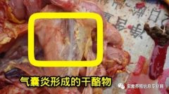 家禽氣囊炎其實(shí)不難治，找對(duì)方法最重要！