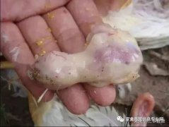 肉雞最頭疼的還是腺肌胃炎，到底該怎么解決？